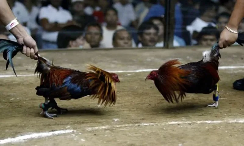 Đa dạng các hình thức thi đấu đá gà mang lại trải nghiệm cảm xúc đa chiều cho kê thủ