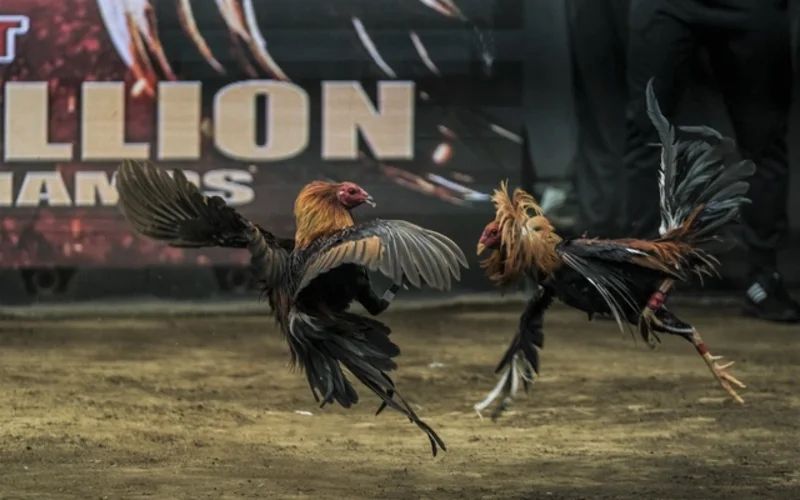 Đá gà Hubet nổi bật với hệ thống livestream 4K sắc nét giúp hội viên Hubet quan sát trọn vẹn từng đòn đánh của chiến kê